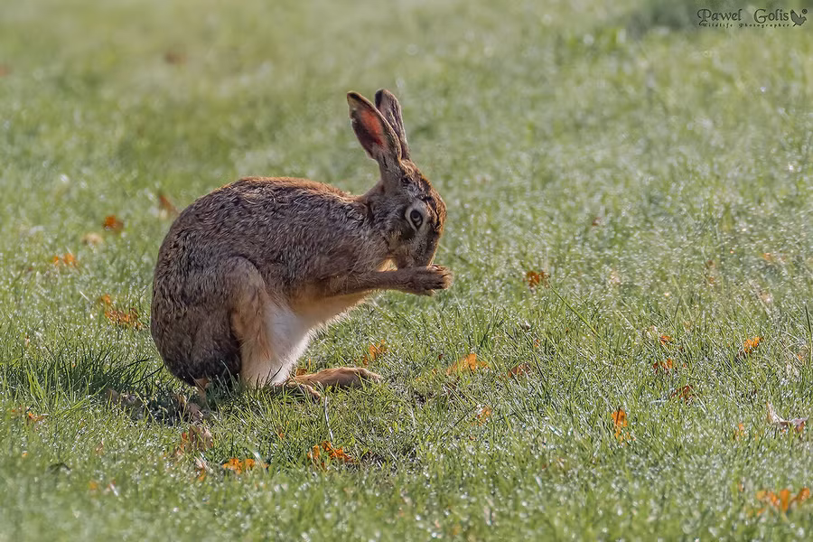 Thỏ rừng châu Âu (Lepus europaeus) dài 50 - 70 cm, là loài thỏ bản địa ở miền Bắc, Trung, Tây Âu và Tây Á.