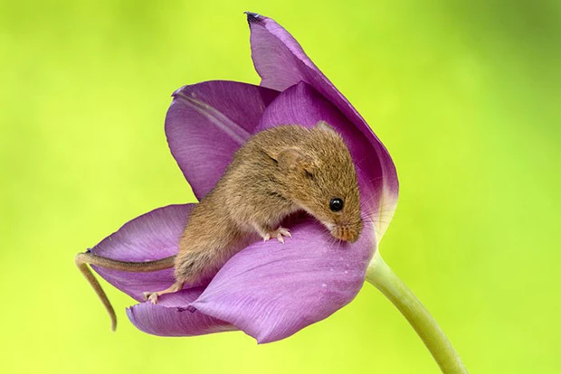 Video: Xỉu ngang xỉu dọc với bộ ảnh chuột đồng đu bám trên hoa tulip