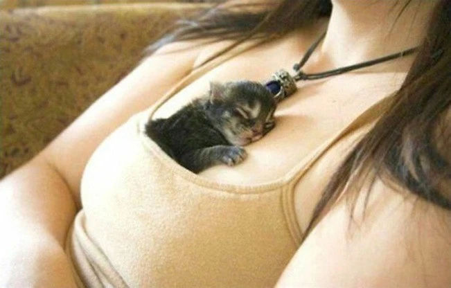 “Cười ngất” với những hình ảnh hài hước của mèo trong giấc ngủ