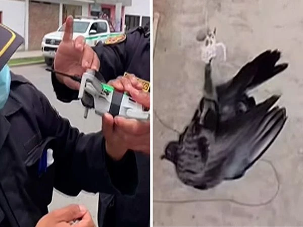 Video: Nghẹt thở giải cứu chim bồ câu mắc kẹt trên dây điện