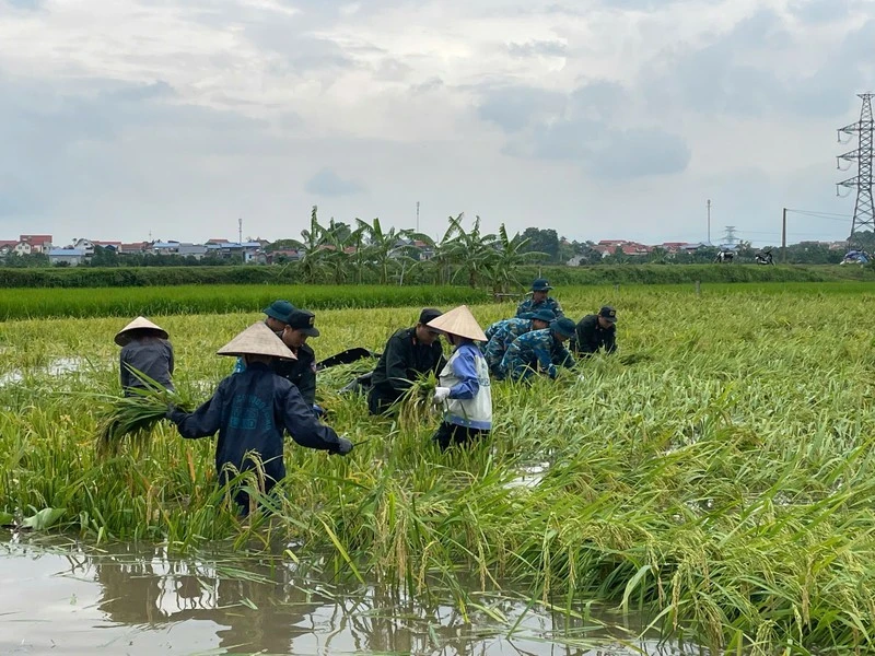 Cảnh sát cơ động và bộ đội giúp dân gặt lúa chạy lũ
