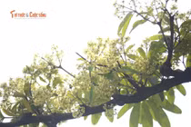  Hoa sữa phủ trắng đường TP HCM, người say hương, người 'chạy trốn'