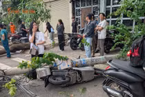 Hai cây phượng bật gốc kéo đổ trụ điện, đè nhiều xe máy và ô tô ở TP HCM