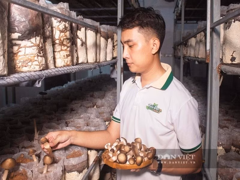 danviet.jpg