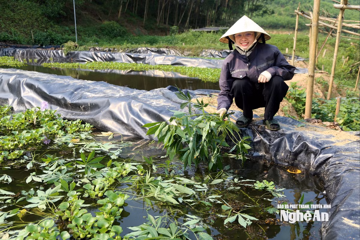 baonghean1.jpg