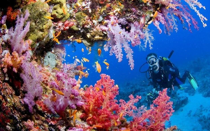 Chiêm ngưỡng rạn san hô nguyên sơ nhất thế giới của Philippines