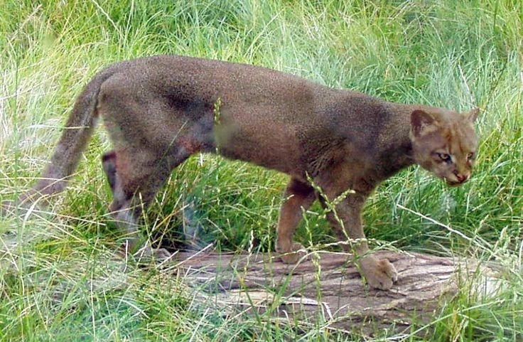 Loài mèo hoang dã kỳ lạ nhìn như rái cá, chỉ có ở châu Mỹ 