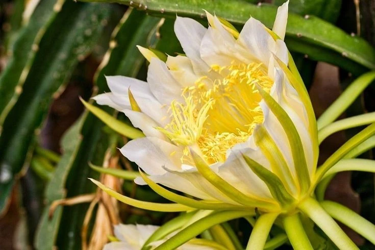 Điều khó tin về loài xương rồng cho quả, khiến nhiều người Việt mê mẩn 
