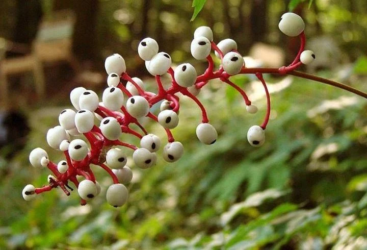 Loài cây toàn thân chứa độc, quả như con ngươi nhìn chằm chằm đáng sợ
