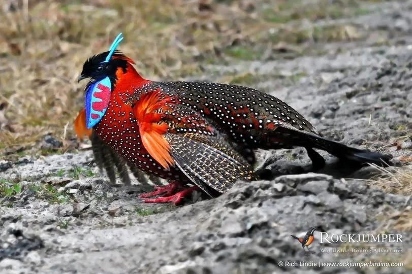 Loài chim có sừng đẹp khó tin trên dãy Himalaya