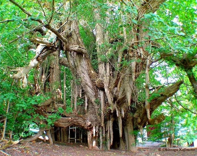 Loài cây 'hóa thạch sống', không hề thay đổi kể từ thời khủng long đến nay