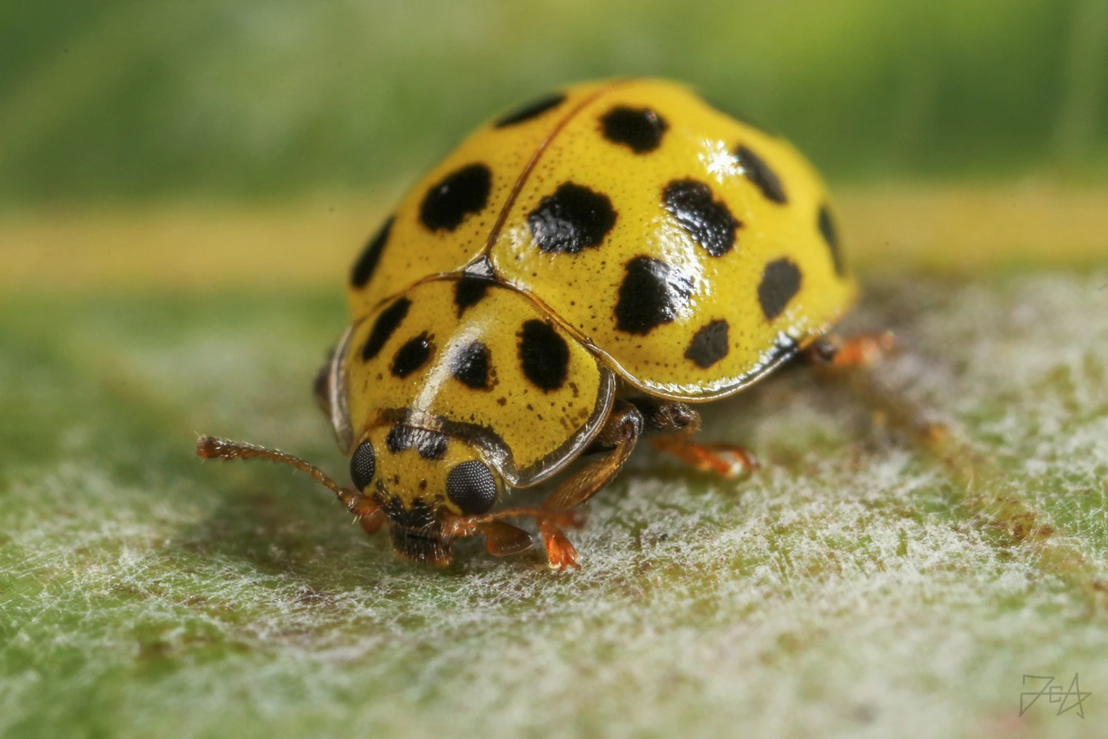 Bọ rùa 20 chấm, loài côn trùng ăn nấm đặc biệt