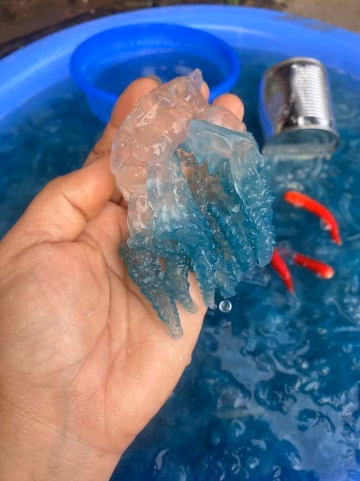  Nuốc xanh hay còn gọi là con nuốt, là một loại nhuyễn thể thuộc họ hàng với sứa nhưng có kích thước nhỏ hơn, chỉ tầm quả chanh ta.