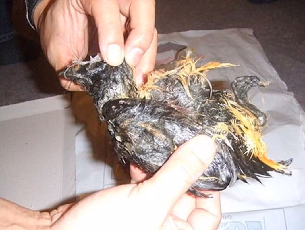 Việc ủ thịt trong một khoảng thời gian dài như vậy khiến cho mùi hương của Kiviaq trở nên khó chịu đối với những người ăn không quen. Ảnh: Mytour