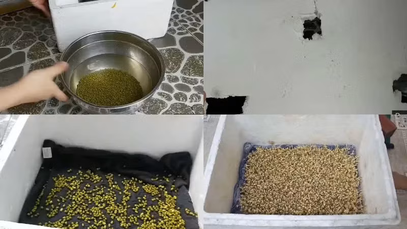  Cách làm giá đỗ bằng thùng xốp: Rửa sạch đậu xanh và ngâm với nước ấm qua đêm cho đậu mềm vỏ, dễ lên giá đỗ hơn. Dưới đáy thùng xốp, bạn đục lỗ để phần nước dư dễ dàng thoát ra ngoài, tránh làm úng giá đỗ. Lót dưới đáy thùng xốp một lớp khăn lông mềm, sạch. Dàn đều một lớp cát mỏng trên khăn, độ dày khoảng 3cm là được. Tiếp theo, rải đều phần đậu xanh đã ngâm lên trên, lót thêm một lớp khăn giấy ăn để tránh ánh sáng. Mỗi ngày, tưới nước cho giá đỗ 2 lần và sau 2 - 3 ngày là có thể ăn được. Ảnh minh họa