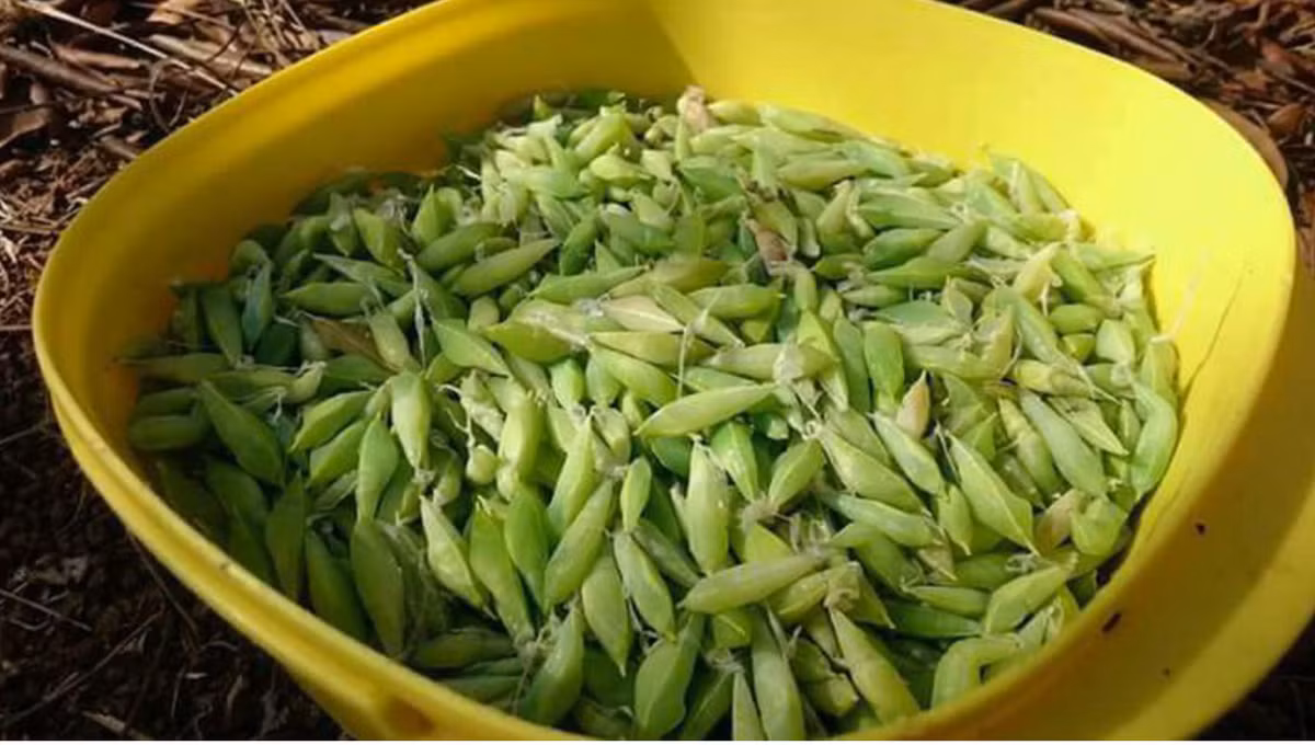 Nhộng sầu muồng là đặc sản của Tây Nguyên. Loài sâu này sinh sống trên cây muồng, có màu xanh giống lá cây muồng.