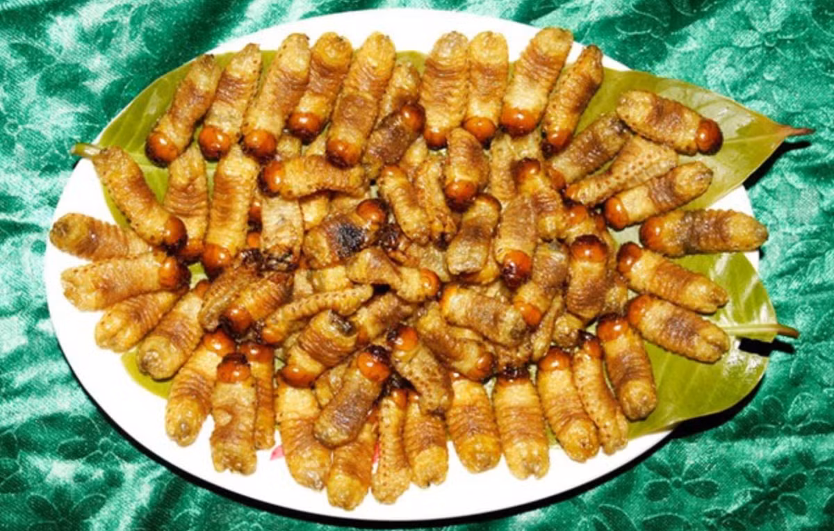 Sùng đất là đặc sản của Quảng Nam, sùng đất có hình dạng khá “khó nuốt”, nhưng chúng được người bản địa ưa chuộng vì công dụng dinh dưỡng cao.