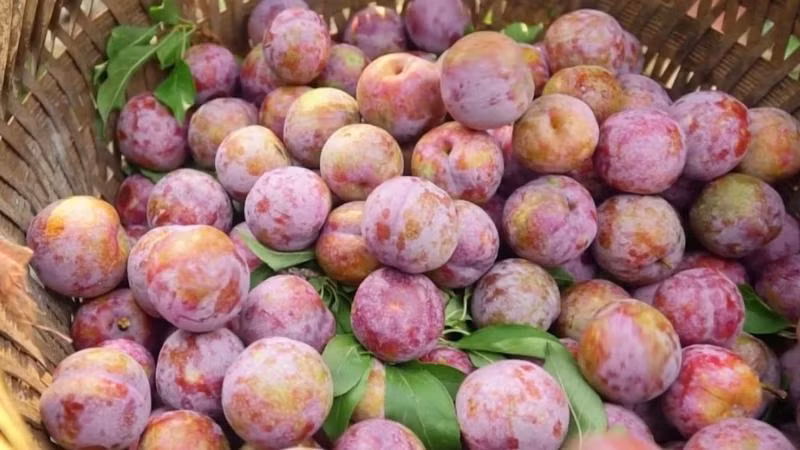 Khác với táo Mèo, mận ở Mộc Châu lại bắt đầu nặng trĩu quả vào những tháng 5,6. Mận Mộc Châu có kích thước lớn, hương vị chua chua ngọt ngọt chấm cùng muối ăn vô cùng bắt miệng.