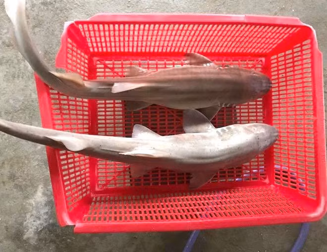 Cá nghéo là một loài cá đặc biệt, ít được biết đến nhưng lại là đặc sản của Quảng Bình. Chính vì quý hiếm và hương vị đặc biệt, cá nghéo trở thành món ăn chỉ dành để thiết đãi những vị khách quý. Ảnh: Vietnamnet