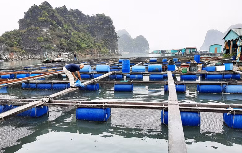 Quang Ninh xin lam du an trong vung dem Di san the gioi