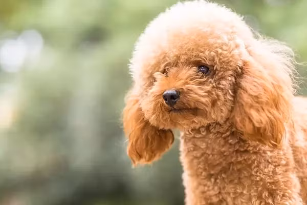 Không ngờ cú đá của chú chó đã làm nhưng viên sỏi này bật ra, cuối cùng được các bác sĩ lấy ra khỏi cơ thể.