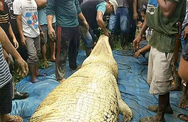 Tại Borneo, Indonesia, cũng từng xảy ra vụ cá sấu khổng lồ dài 6m tấn công và ăn thịt người.