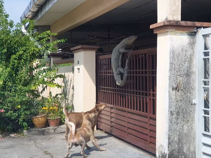 Hai con chó cưng nhà anh liên tục sủa vang và chạy đi chạy lại, nhảy lên cả cửa sắt. Ban đầu, anh Hunt Han cho rằng chó cưng đang đuổi nhau, nghịch ngợm nhưng sau khi nghe tiếng sủa ngày một gấp gáp của chúng, anh quyết định đi ra ngoài xem chuyện gì xảy ra.