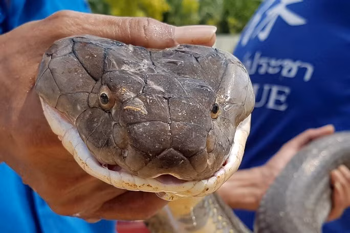Cũng tại khu du kịch Krabi, Thái Lan, vào năm 2019, người dân đã bắt được một con rắn hổ mang chúa dài 4m, nặng 15kg ở một cống thoát nước gần khu mua sắm, gây rúng động dư luận.