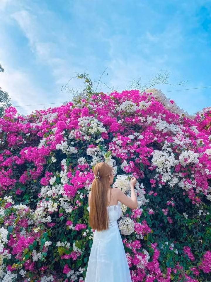 Con đường hoa giấy đã nhanh chóng thu hút nhiều bạn trẻ đến đây check-in. Ảnh: Địa điểm Long An