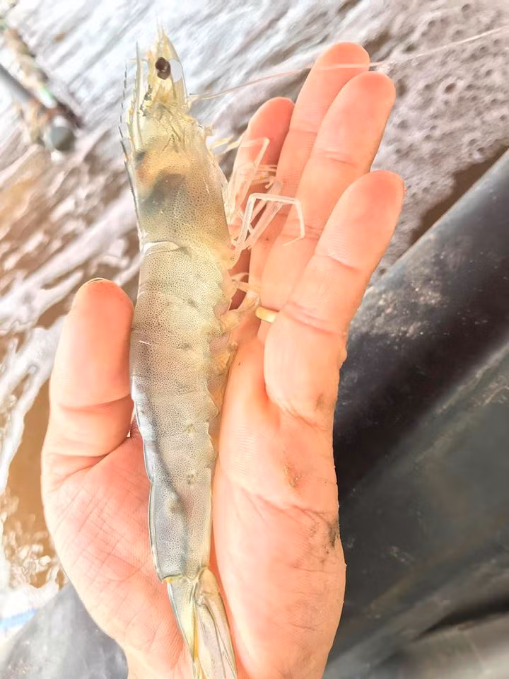 Không nên chọn tôm khi vỏ đã chuyển qua màu hồng, vì tôm đó rất dễ ươn. Với tôm he, cần chọn tôm còn sống, vỏ có màu hồng trắng, mắt xanh đen. Nguồn ảnh: Internet Video: Tôm hùm rớt giá kỷ lục. Nguồn: VTC1.