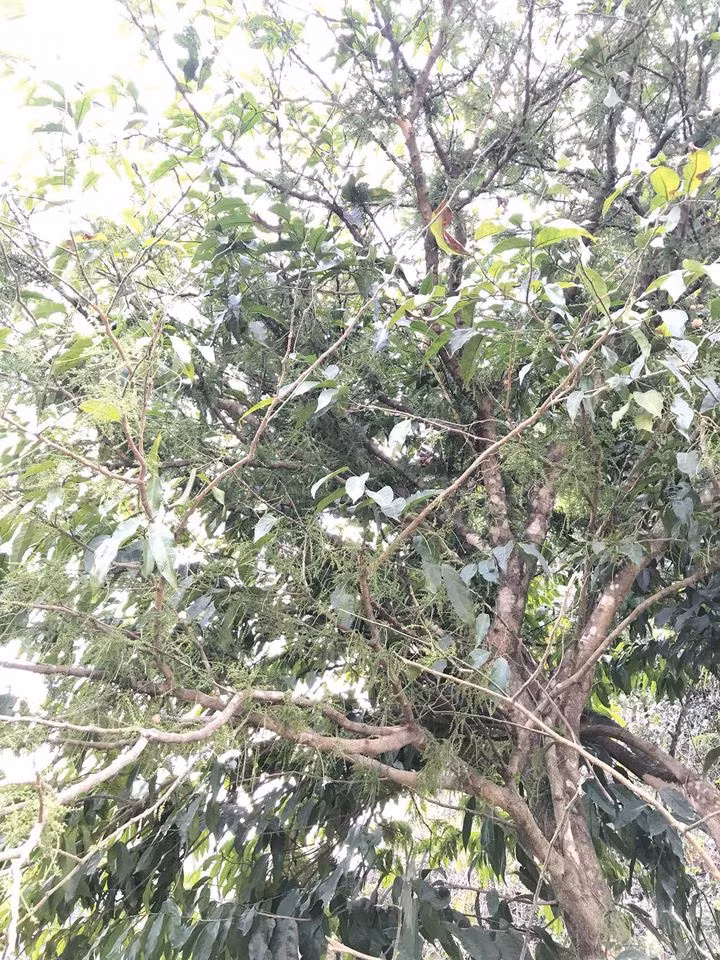 Cây ngót rừng thuộc họ thân gõ, mọc trên vùng núi đá. Khoảng tháng 3-4 cho thu hoạch ngọn, lá và cả những chùm hoa ngót li ti màu xanh. Ảnh: Facebook.