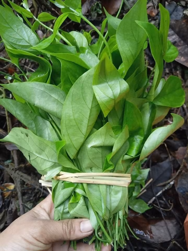Hoa rau ngót rừng mua về cứ thế bỏ cả chùm vào nấu canh hoặc xào, còn nếu để đồ xôi thì cắt nhỏ, không phải bỏ bất cứ một cái gì. Ảnh minh họa.