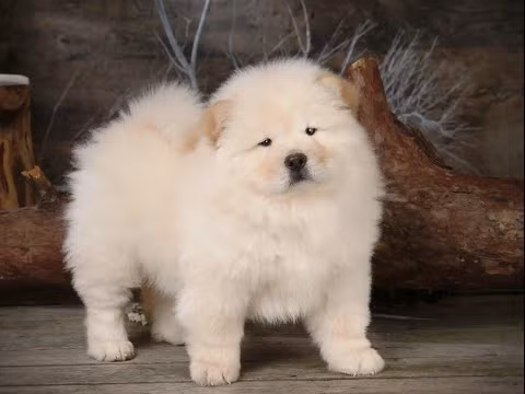 Chính bộ lông xù và gương mặt đáng yêu của Chow Chow là sức hấp dẫn để nó được nhiều người chọn làm con vật cưng.