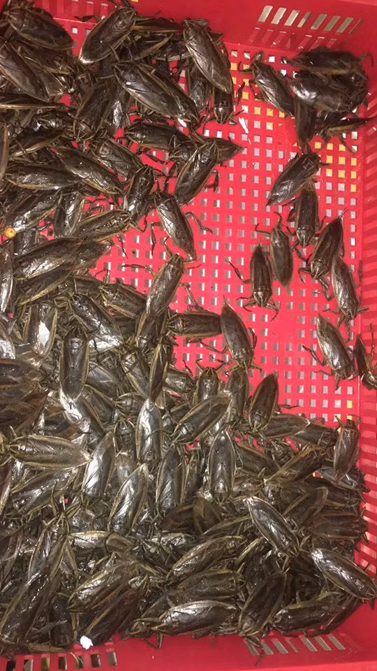 Gần đây, trên chợ mạng xuất hiện nhiều người rao bán cà cuống với giá 50.000 đồng/con. Với mức giá này, mỗi kg cà cuống có giá lên tới 5 triệu đồng (trung bình 1kg cà cuống khoảng 90 - 100 con). Ảnh: FB Cà Cuống.