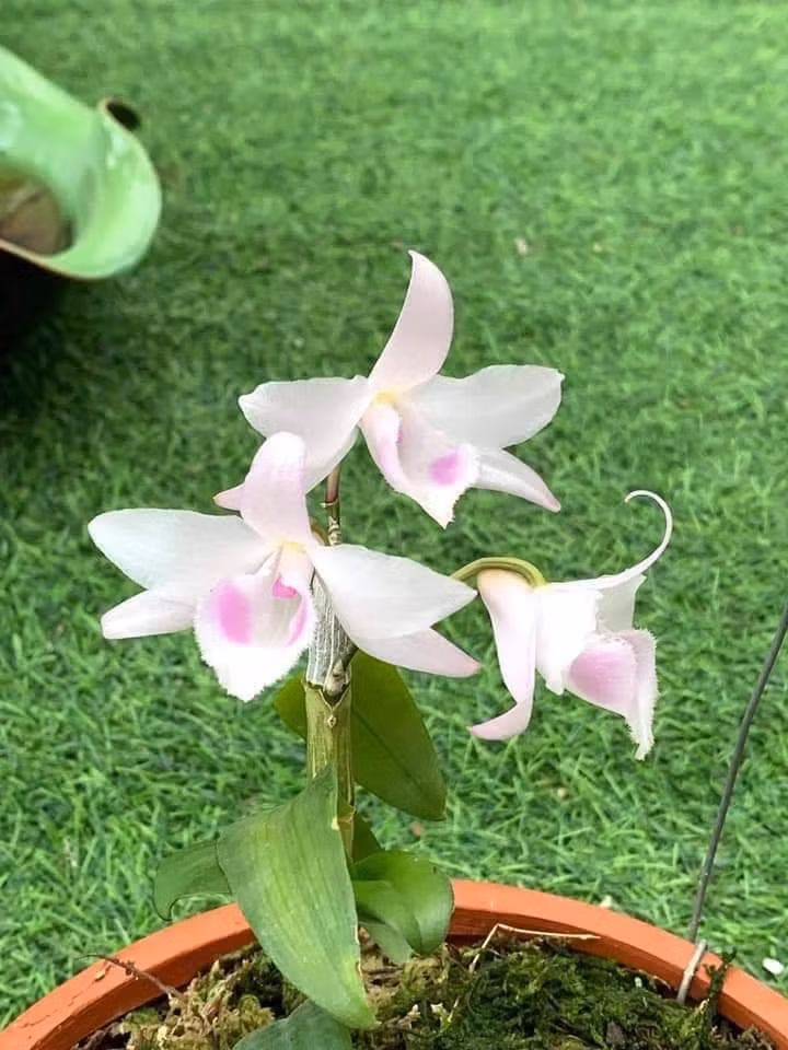 Về phân bón, nên sử dụng phân hữu cơ như các nhà vườn vẫn làm (là ủ ốc,cá, nước gạo) để tưới những loại phân bón hữu cơ này. Điều này vừa tốt cho lan lại vừa không gây hại cho môi trường.