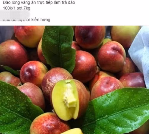 Trên chợ mạng, đào lòng vàng cũng được rao bán rầm rộ với giá rẻ. Ảnh: chụp màn hình.