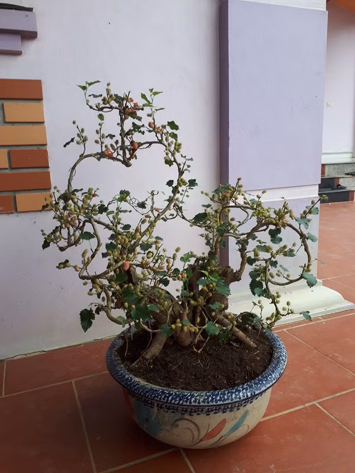 Các cành được uốn, đan xen và nhau rất tỉ mỉ.