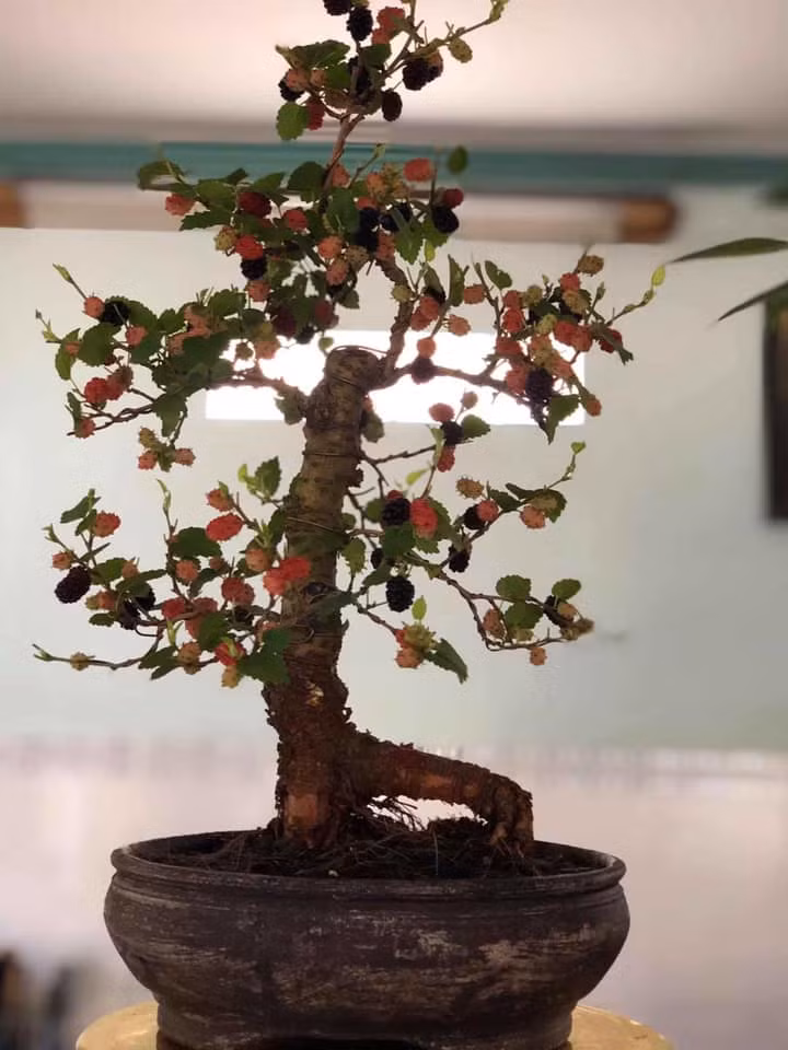 Dâu tằm mini lên chậu đẹp lạ lùng.