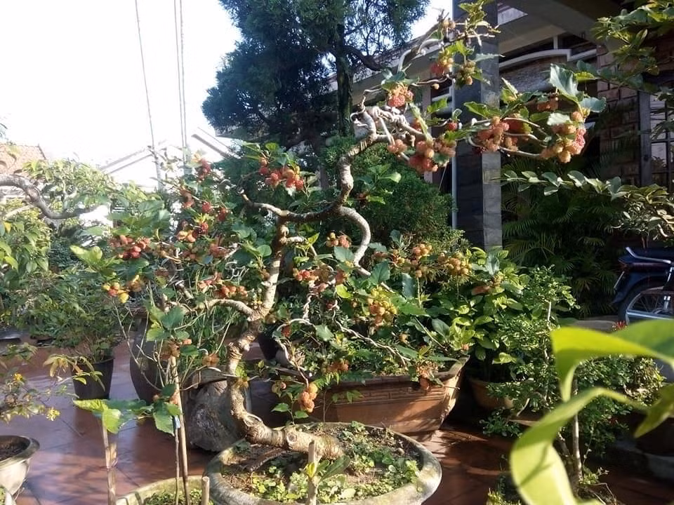 Bonsai dâu tằm thế long thăng tượng trương cho hình ảnh con rồng bay lên. Nguồn ảnh: Facebook. Video: Độc đáo chuột cõng quất bonsai. Nguồn: VTC14.