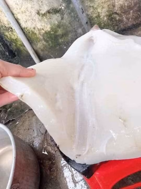 Loại mực này có thân hình to và màu sắc xấu xí nên giá thành rẻ hơn so với các loại mực ống khác. Cũng do giá rẻ mà rất đông khách hàng hỏi mua.