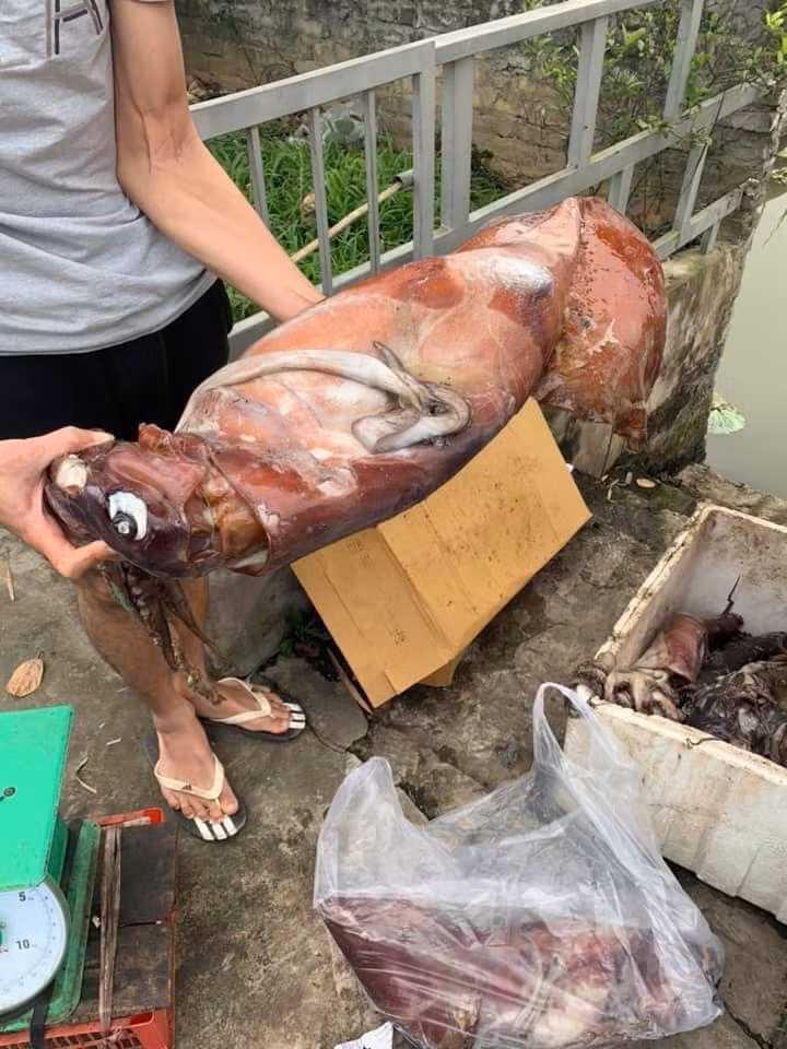 Một số người bán cho biết, mực này người dân vùng biển gọi là mực ma và thường được đánh bắt xa bờ nên ủ trên thuyền nhiều ngày mới về tới đất liền.