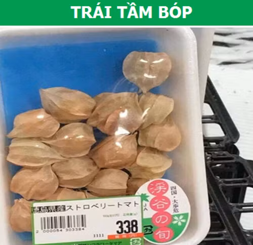 Ở Việt Nam, quả tầm bóp gần như là vô dụng, chẳng ai mua bán loại quả này, cũng không dùng làm thực phẩm. Tuy nhiên, tại Nhật Bản, trái tầm bóp lại được mọi người ví như “vàng” vì họ tin rằng trong loại quả này chứa rất nhiều chất bổ dưỡng và giúp chữa bệnh. Ảnh: Facebook
