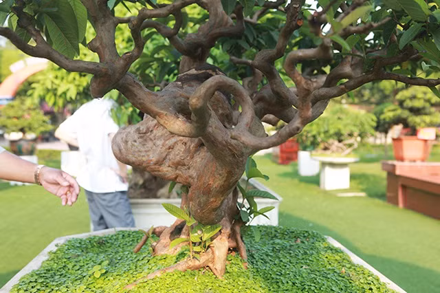 Tác phẩm ổi “Tể tướng Lưu gù” có điểm nhấn nổi bật là vết gập hồi đầu của thân chính đã phát nu cục trông giống như cái lưng gù của nhân vật Lưu gù vẫn được lưu truyền trong dân gian. Ảnh: Người đưa tin.