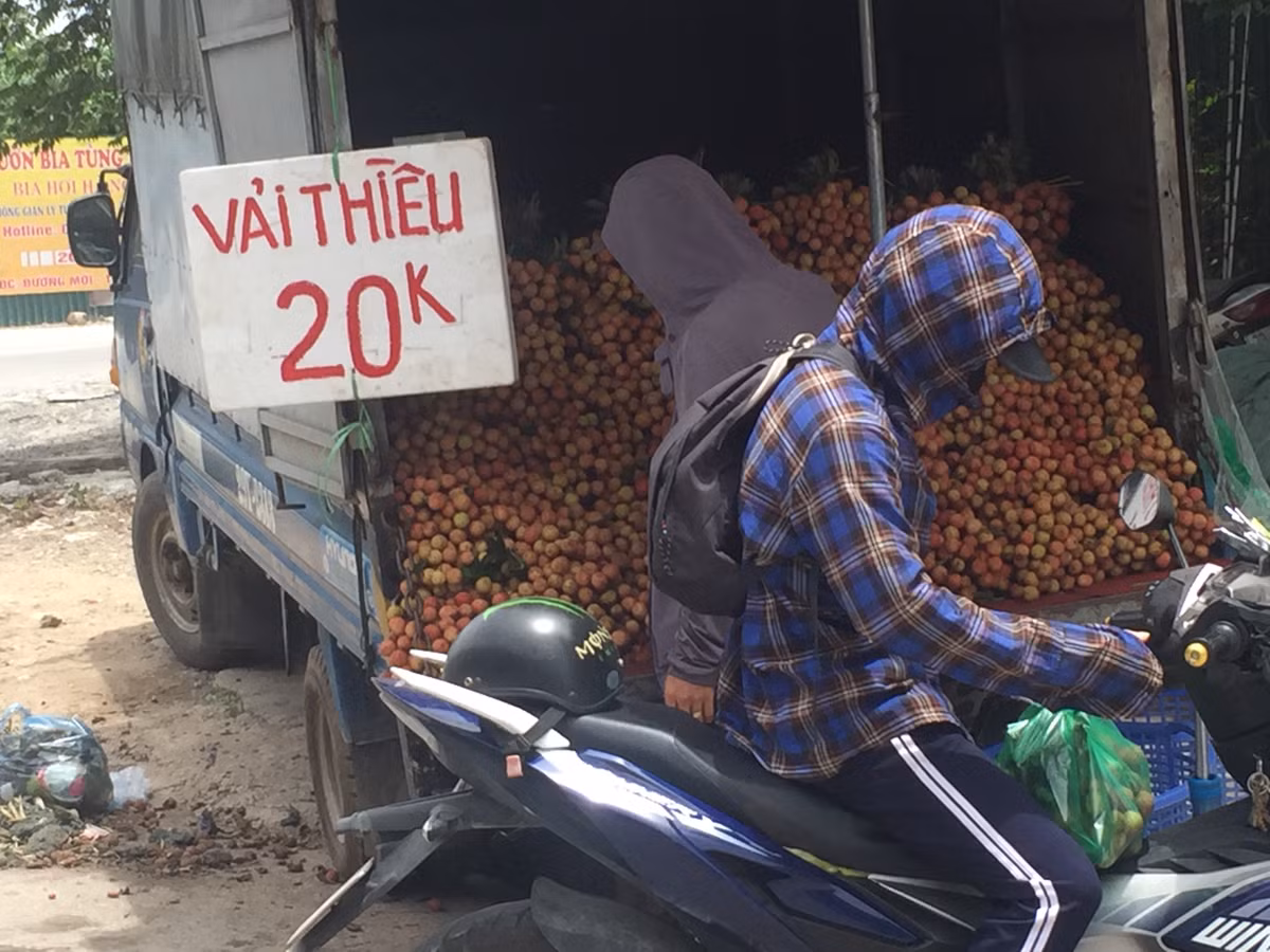 Tại một điểm trên đường Nguyễn Xiển, hàng loạt xe tải xếp chật kín vải được giới thiệu vải Bắc Giang, ngon ngọt chỉ bán với giá 20 nghìn đồng/cân.