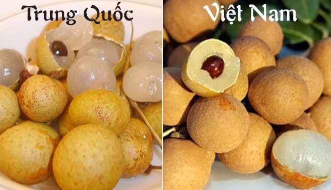 Trong khi đó, nhãn Trung Quốc thường có vỏ mỏng, rất nhanh thâm, thối. Cùi nhãn dày hơn nhưng hạt cũng to hơn các loại nhãn Việt Nam. Vị ngọt hơn nhưng không có mùi thơm đặc trưng.