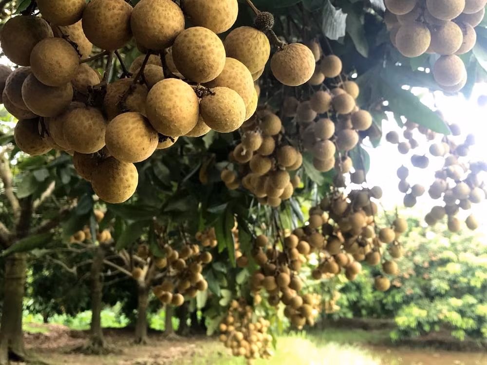 Nhãn Hưng Yên quả to, vỏ gai, màu vàng sậm, tươi lâu, cùi nhãn dày và khô, hạt nhỏ nhưng mọng nước, vị thơm ngọt như đường phèn.