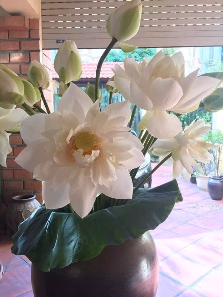 Sen quan âm có từ tháng 4 đến tháng 11 dương lịch, có 2 màu chính là hồng và trắng.