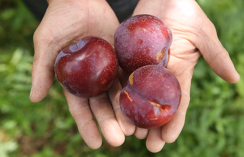 Trên chợ mạng, mận Pu Nhi được quảng cáo là "ngọt như cherry", có mức giá khá cao (dao động từ 80.000 - 150.000/kg).