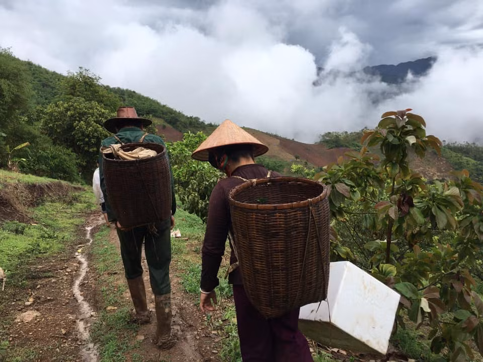 Do diện tích trồng mận ở Pu Nhi không quá lớn nên lượng mận được bán ra cũng hạn chế. Vì vậy, giá bán buôn mận Pu Nhi tại vườn luôn ở mức 70-90.000 đồng/kg, sau khi vận chuyển về Hà Nội và một số tỉnh khác sẽ có giá khoảng 100-150.000 đồng.