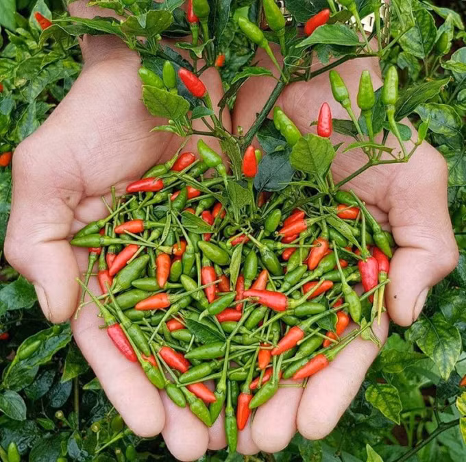 Theo cô Hà, ớt gió về đến đâu là hết đến đấy, khách mua phải lên đơn, thậm chí đặt cọc trước. Ảnh: FB.